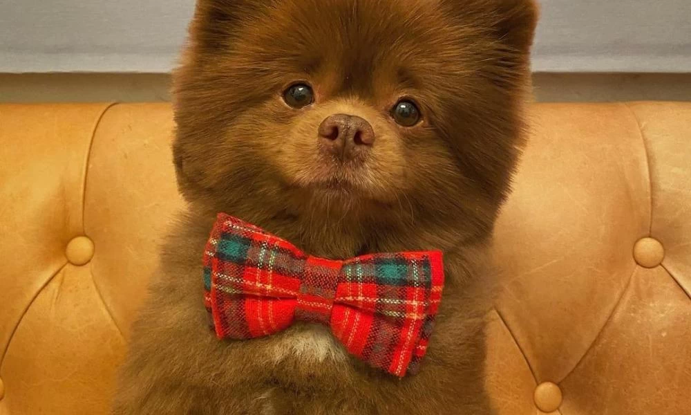 Το μικρό Πομεράνιαν που μοιάζει με αρκουδάκι έχει ξετρελάνει το Instagram